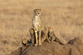 Beautiful cheetah mother and her four cute cheetah cubs sitting on a large termite mound at sunset in Serengeti Tanzania Royalty Free Stock Photo