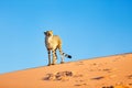 Cheetah in dunes Royalty Free Stock Photo