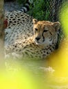Beautiful Cheetah Relaxing