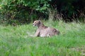 Beautiful Relaxed Cheetah in Zoo Royalty Free Stock Photo