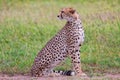 A beautiful cheetah resting