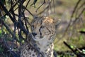 Beautiful cheetah resting in the shade of a bush in its natural habitat. Royalty Free Stock Photo