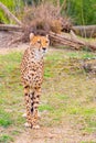 Beautiful Cheetah male standing