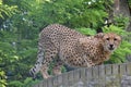 Beautiful cheetah waiting for right moment for hunting her food Royalty Free Stock Photo