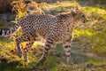 Beautiful cheetah walking