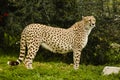 A beautiful cheetah wild animal portrait standing on the grass and looking in the distance. Royalty Free Stock Photo