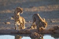 Beautiful cheetahs drinking water from a small pond with their reflection in the water Royalty Free Stock Photo