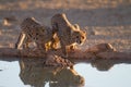 Beautiful cheetahs drinking water from a small pond with their reflection in the water Royalty Free Stock Photo