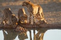 Beautiful cheetahs drinking water from a small pond with their reflection in the water Royalty Free Stock Photo