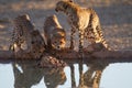 Beautiful cheetahs drinking water from a small pond with their reflection in the water Royalty Free Stock Photo
