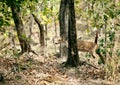 Beautiful cheetal deer in the forest of Jim Corbett