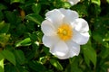 Cherokee Rose at garden area