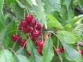 Beautiful cherries of intense red color and exquisite taste