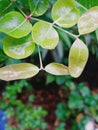 Beautiful cherries tree leaves