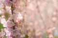 Beautiful cherry blooming. Sakura blossom in spring time over blue sky. Pink blur. Closeup spring flowers Royalty Free Stock Photo
