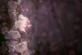 Beautiful cherry blooming. Sakura blossom in spring time over blue sky. Pink blur. Closeup spring flowers Royalty Free Stock Photo