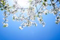 Beautiful cherry blossom against blue sky