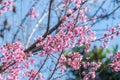 Beautiful cherry blossom against blue sky