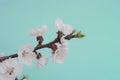 The beautiful Cherry blossom bloom Royalty Free Stock Photo