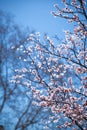 Beautiful cherry blossom and blue sky. Spring theme. Royalty Free Stock Photo