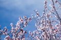 Beautiful cherry blossom and blue sky. Spring theme. Royalty Free Stock Photo