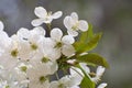 Beautiful cherry blossom branch with green leaves closeup