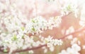 Beautiful cherry blossom in evening sunset light of summer garden. Sun beams toned in pink with bokeh through the bush Royalty Free Stock Photo