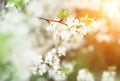 Beautiful cherry blossom in evening sunset light of summer garden. Sun beams toned in warm yellow and orange with bokeh Royalty Free Stock Photo