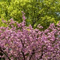 Beautiful cherry blossom in Germany in spring. Royalty Free Stock Photo