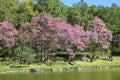 Beautiful cherry blossom in landscape nature park travel