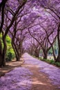 Beautiful_Cherry_Blossom_Pathway_in_ChiangMai_Thailand_1690601572338_3 Royalty Free Stock Photo