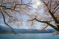 Beautiful Cherry Blossom or pink Sakura flower tree in Spring Season at Lake kawaguchiko, Yamanashi, Japan. landmark and popular Royalty Free Stock Photo