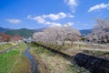 Beautiful Cherry Blossom or pink Sakura flower tree in Spring Season at Lake kawaguchiko, Yamanashi, Japan. landmark and popular Royalty Free Stock Photo