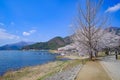 Beautiful Cherry Blossom or pink Sakura flower tree in Spring Season at Lake kawaguchiko, Yamanashi, Japan. landmark and popular Royalty Free Stock Photo