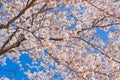 Beautiful Cherry Blossom or pink Sakura flower tree in Spring Season at Lake kawaguchiko, Yamanashi, Japan. landmark and popular Royalty Free Stock Photo