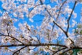 Beautiful Cherry Blossom or pink Sakura flower tree in Spring Season at Lake kawaguchiko, Yamanashi, Japan. landmark and popular Royalty Free Stock Photo