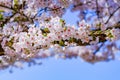 Beautiful Cherry Blossom or pink Sakura flower tree in Spring Season at Lake kawaguchiko, Yamanashi, Japan. landmark and popular Royalty Free Stock Photo