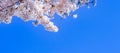 Beautiful Cherry Blossom or pink Sakura flower tree in Spring Season at Lake kawaguchiko, Yamanashi, Japan. landmark and popular Royalty Free Stock Photo