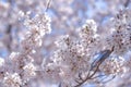 Beautiful Cherry Blossom or pink Sakura flower tree in Spring Season at Lake kawaguchiko, Yamanashi, Japan. landmark and popular Royalty Free Stock Photo