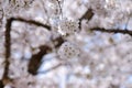 Beautiful Cherry Blossom or pink Sakura flower tree in Spring Season at Lake kawaguchiko, Yamanashi, Japan. landmark and popular Royalty Free Stock Photo