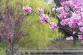 Beautiful cherry blossom sakura for background