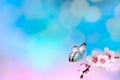 Beautiful cherry blossom sakura with butterfly in spring time over blue sky. Spring background. Space for text Royalty Free Stock Photo