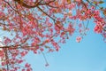 Beautiful cherry blossom (Sakura), Chiang Mai, Thailand