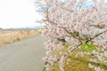 Beautiful cherry blossom , sakura and a country road in spring day with blue sky background Royalty Free Stock Photo