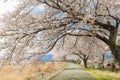 Beautiful cherry blossom , sakura and  a country road  in spring day with  blue sky  background Royalty Free Stock Photo