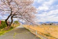 Beautiful cherry blossom , sakura and a country road in spring day with blue sky background Royalty Free Stock Photo