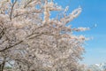 Beautiful cherry blossom , sakura festival of Garyu park in spr