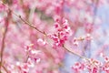 Beautiful Cherry Blossom or Sakura flower background