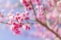 Beautiful Cherry Blossom or Sakura flower background