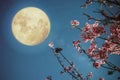 Beautiful cherry blossom sakura flowers in night skies with full moon